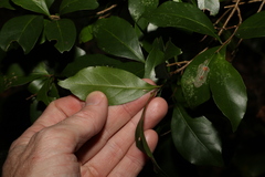 Elaeocarpus obovatus