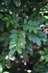 Cupaniopsis