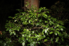 Elaeocarpus obovatus