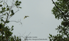 Cacatua goffiniana