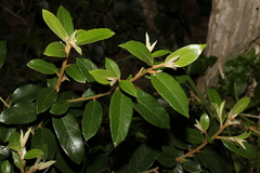 Alphitonia excelsa