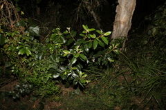 Alphitonia excelsa