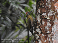 Picus vittatus