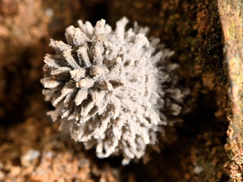 Coprinopsis laanii image