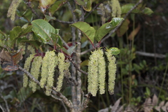 Homalium austrocaledonicum