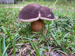Tylopilus badiceps