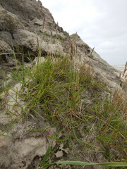 Festuca richardsonii