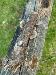 Trametes versicolor