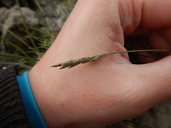 Festuca richardsonii