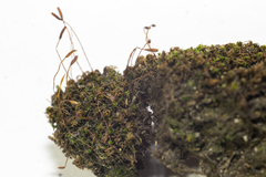 Ptychostomum capillare