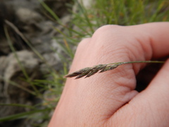 Festuca richardsonii