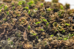 Ptychostomum capillare