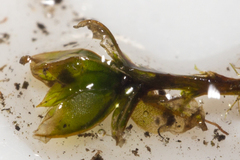 Ptychostomum capillare