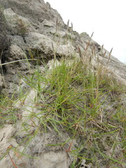 Festuca richardsonii
