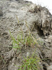 Festuca richardsonii