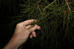 Casuarina glauca