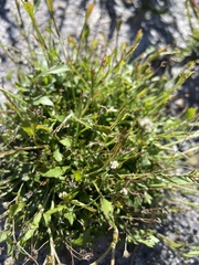Actinotus omnifertilis
