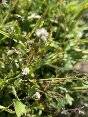 Actinotus omnifertilis