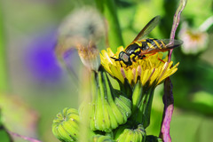 Chrysotoxum intermedium