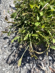 Actinotus omnifertilis
