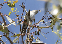 Chrysococcyx basalis
