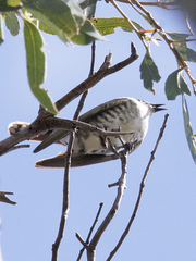 Chrysococcyx basalis