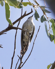 Chrysococcyx basalis