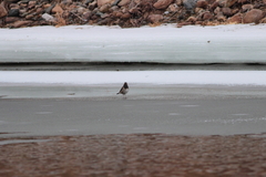 Turdus atrogularis