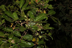 Cupaniopsis anacardioides