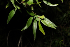 Persoonia levis
