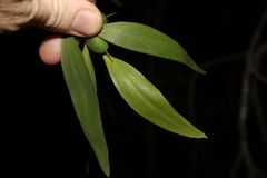 Persoonia levis