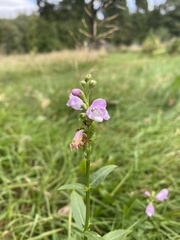 Physostegia virginiana
