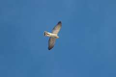 Accipiter