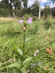 Physostegia virginiana