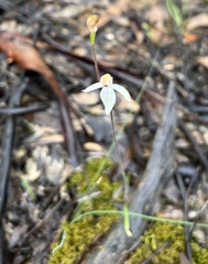 Caladenia cucullata