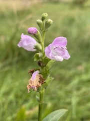 Physostegia virginiana