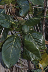 Atractocarpus