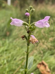 Physostegia virginiana