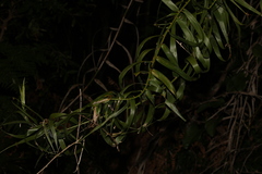 Flagellaria indica
