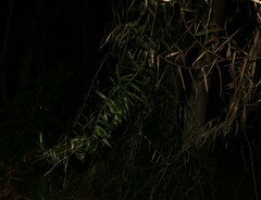 Flagellaria indica