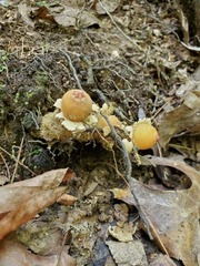 Calostoma lutescens