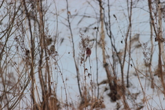 Carpodacus sibiricus