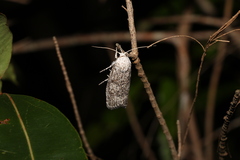 Cryptophasa irrorata