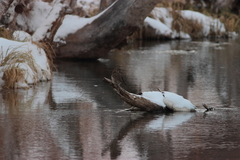 Turdus atrogularis