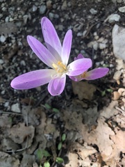Colchicum lusitanum