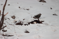 Cervus canadensis sibiricus