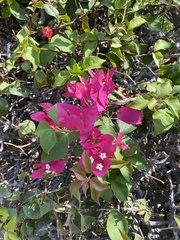 Bougainvillea spectabilis