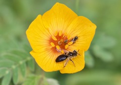 Macroteropsis