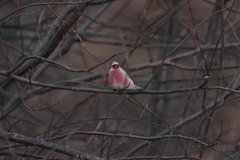 Carpodacus sibiricus