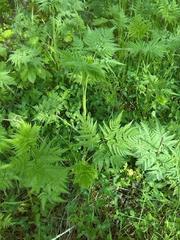 Chaerophyllum aureum